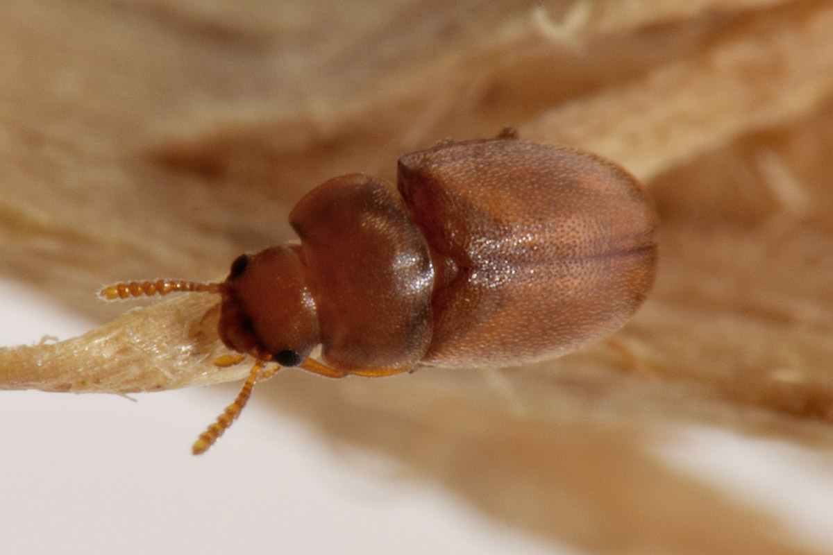 Tenebrionidae: Pentaphyllus testaceus